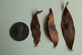 Ailanthus excelsa seeds